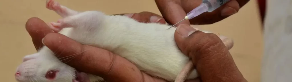 15. Human Brain Cells Successfully Implanted Into Rats
