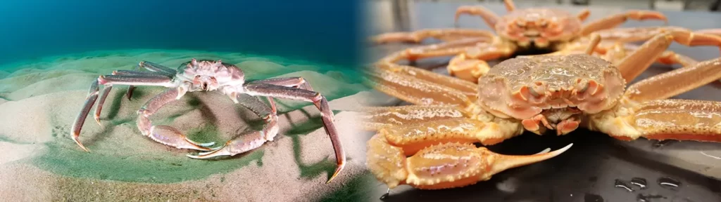 Major Population Declines Of Alaskan Crabs