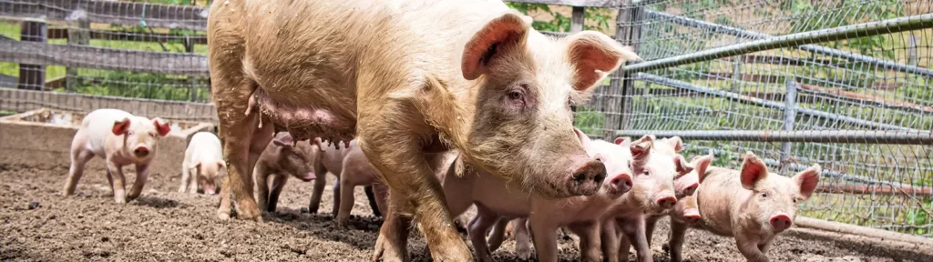 Dead Pigs' Organs Revive